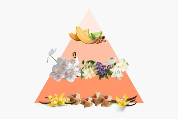 Pyramide olfactive Orchidée Blanche